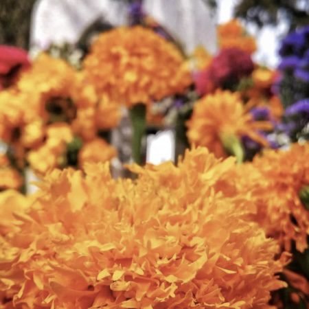 Flowers from Mexico - Rosesland USA