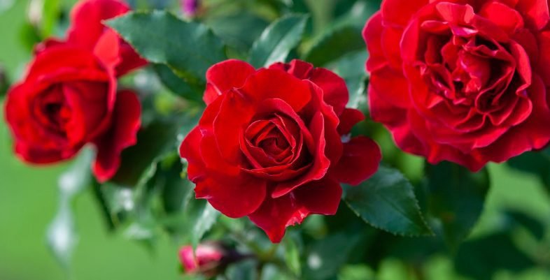 Rose Plant flower for men - Rosesland USA