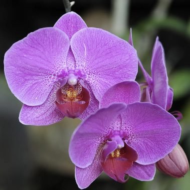 Sophisticated Rose - Rosesland USA